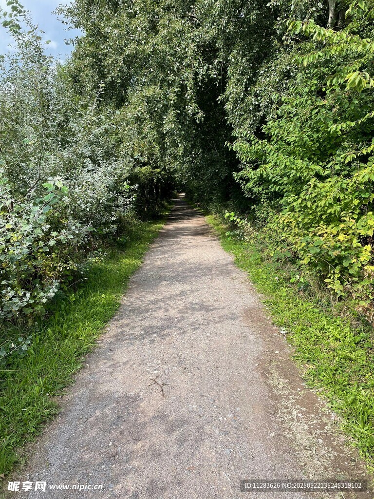 林间幽静小路
