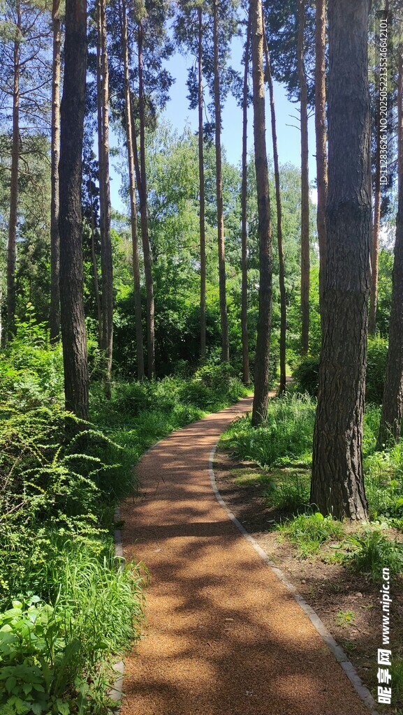 林间小径漫步自然美景