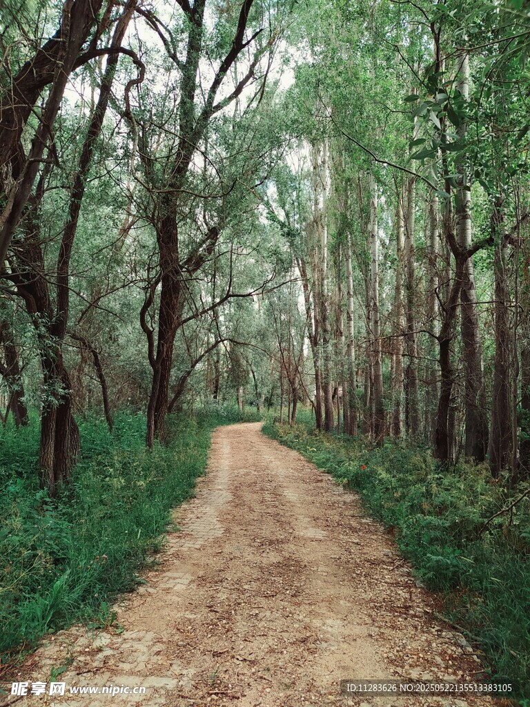 林间土路 静谧自然之景