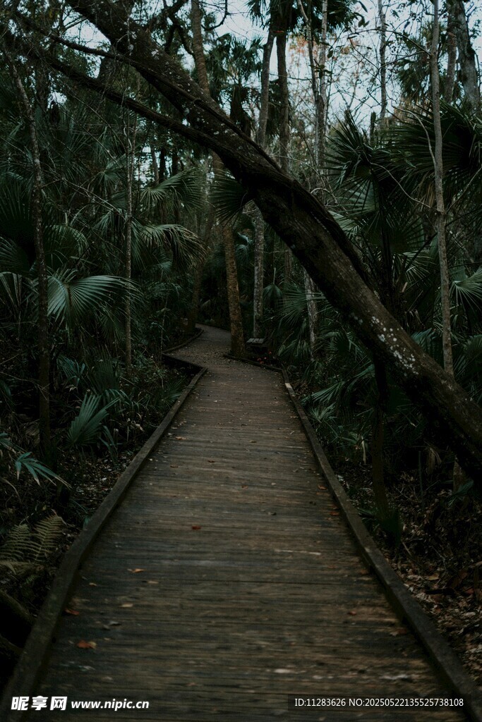 林间木栈道 静谧自然景