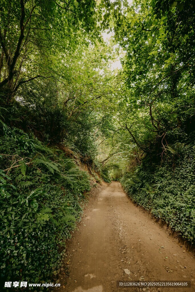 林间幽静土路