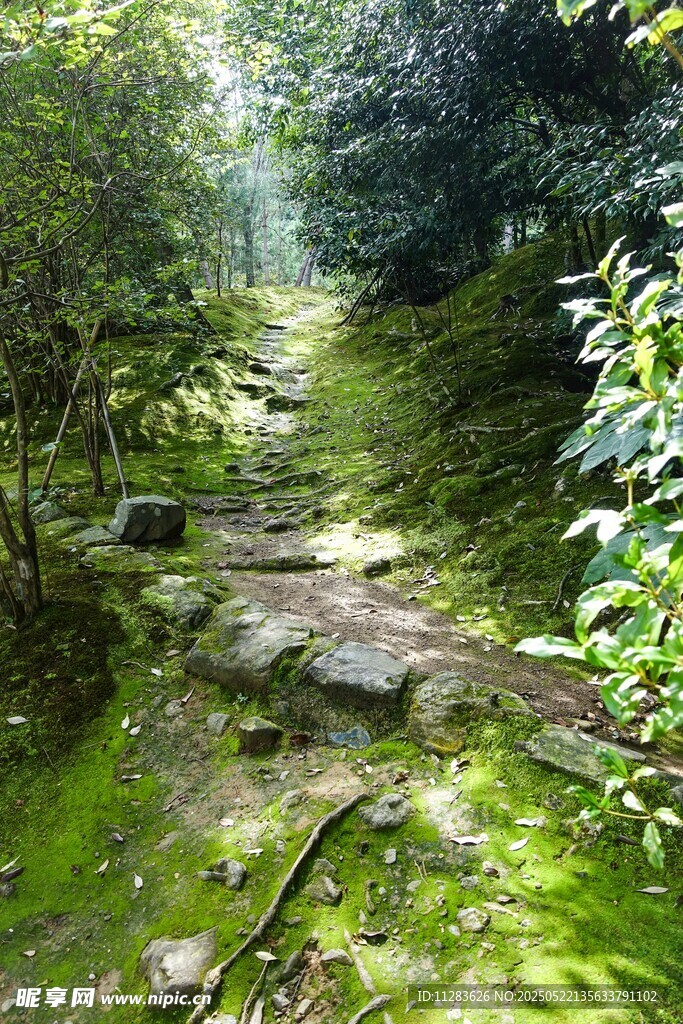 林间青苔小径