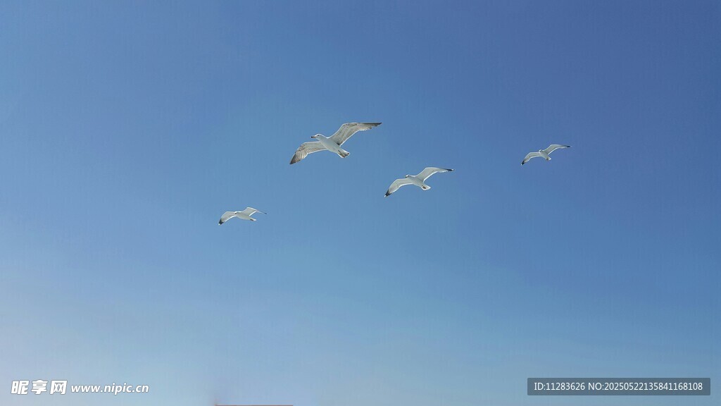 海鸥
