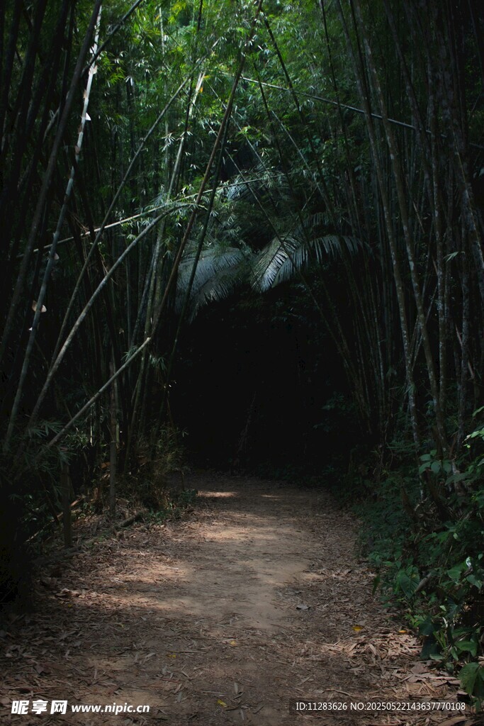 竹林中的幽静小径