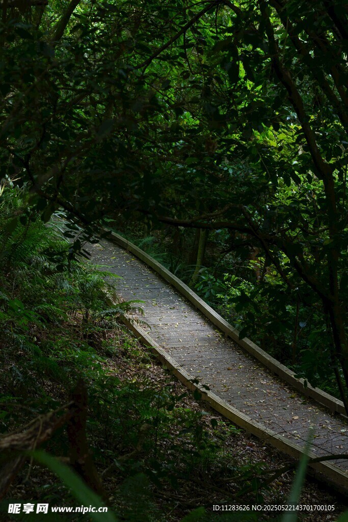 山林中的蜿蜒木质步道