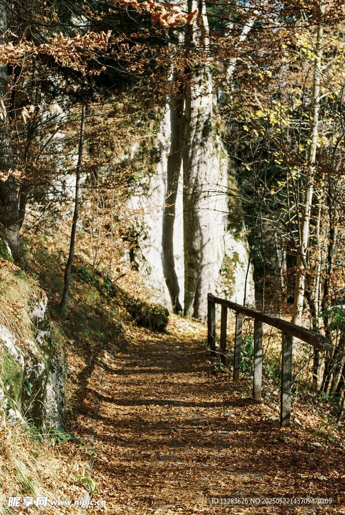 秋日林间木栈道美景