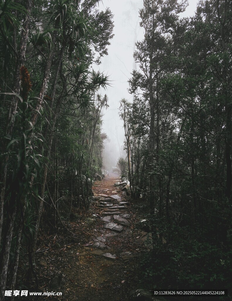 迷雾中的林间小道