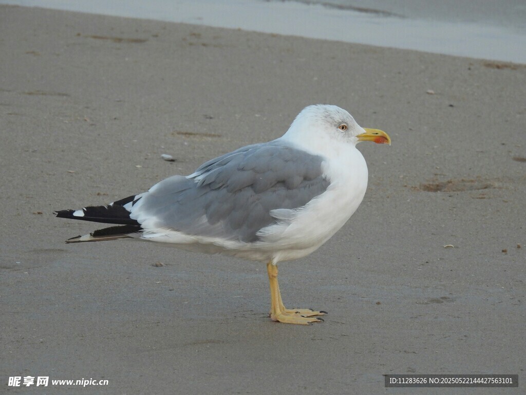 沙滩上的海鸥