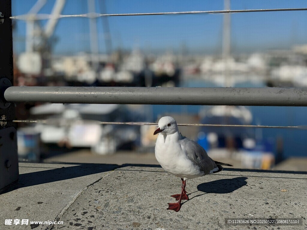海边栏杆上的白色海鸥