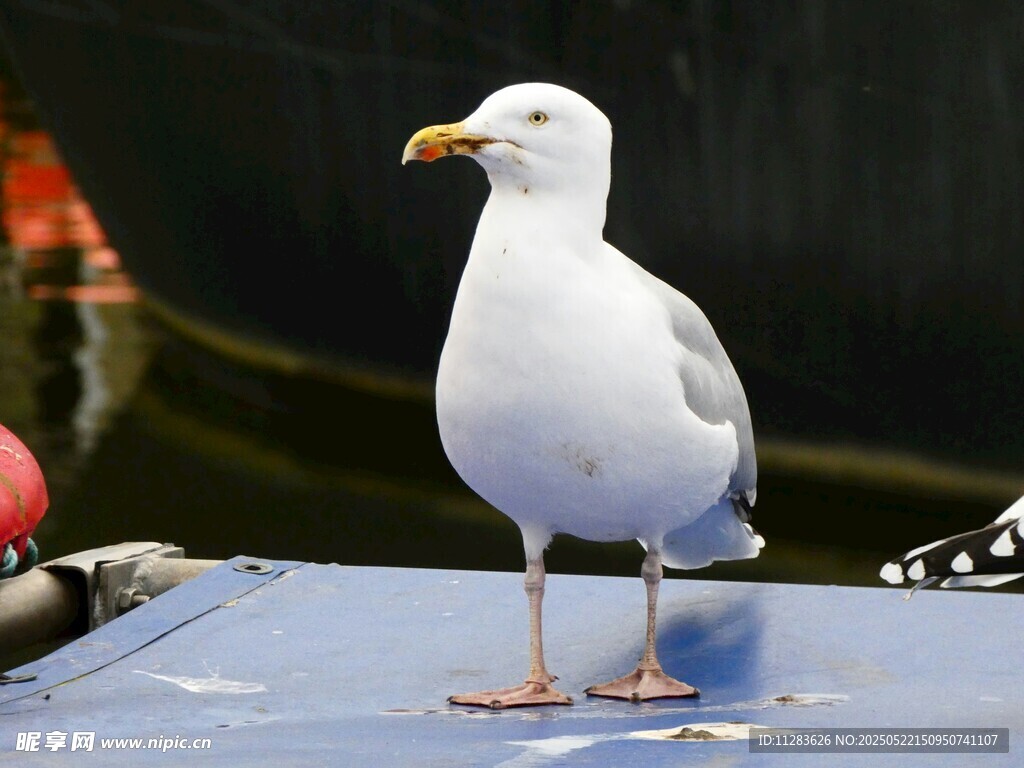 站立的海鸥