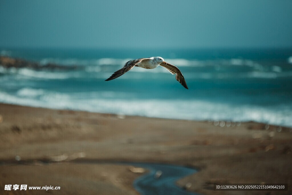 海边飞翔的海鸥