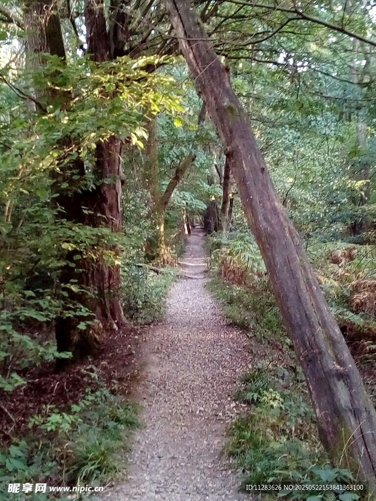 林间小径的静谧自然之景