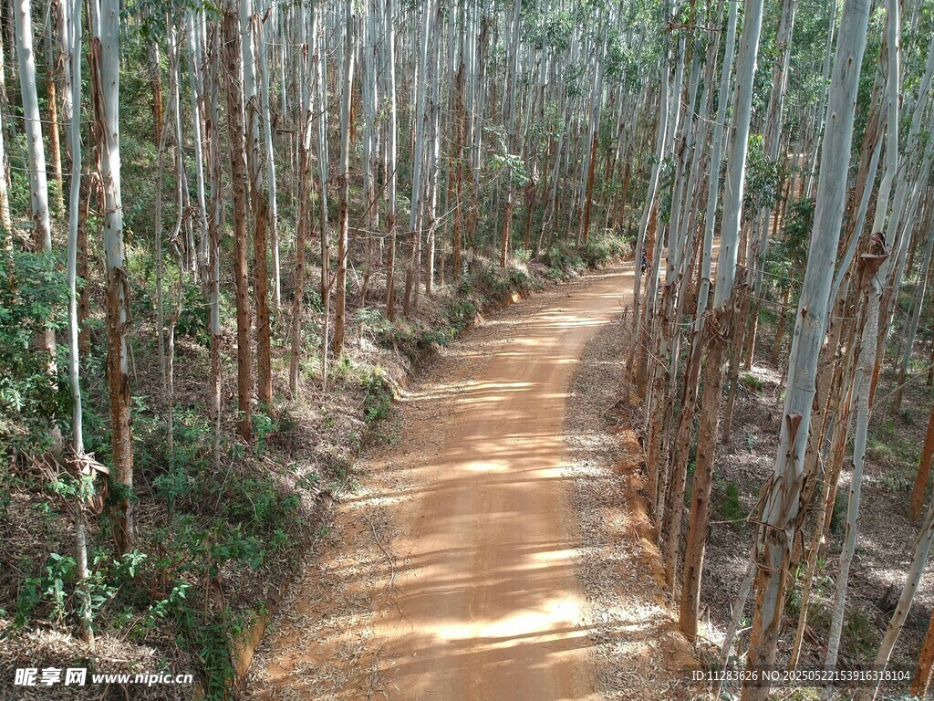 林间小径穿行于竹林之中
