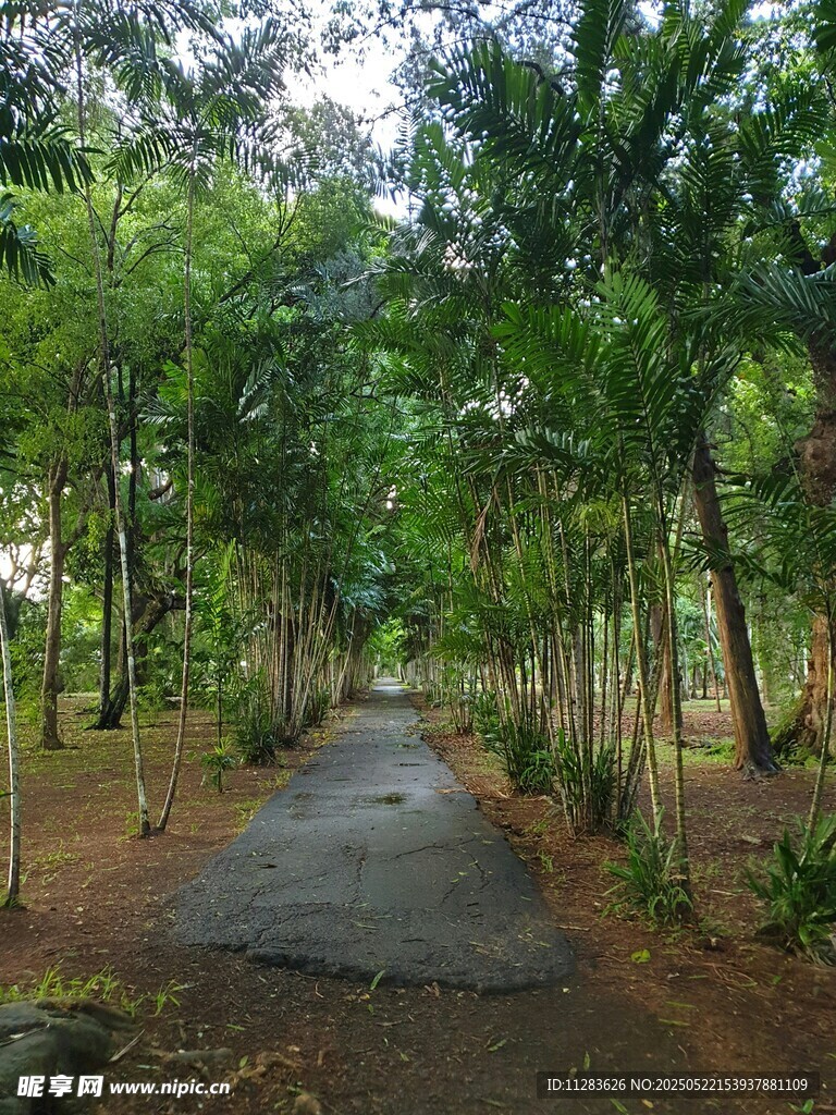 林间幽静小道