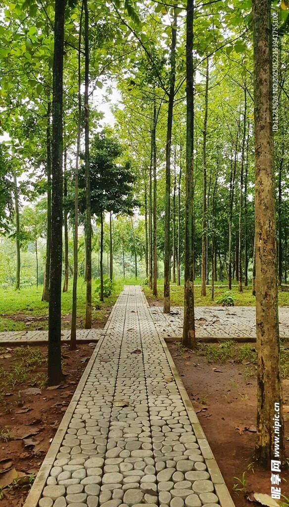 林间石径 静谧自然之景