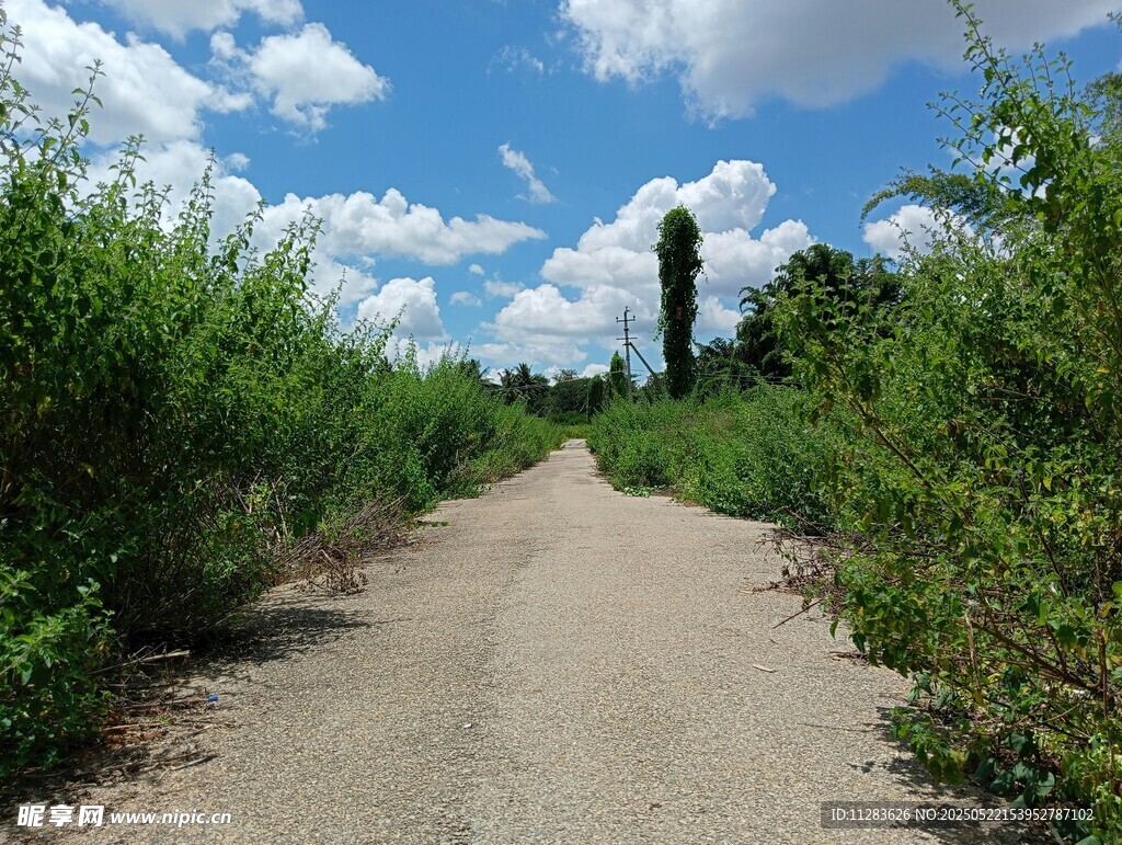 乡间土路两旁绿意盎然