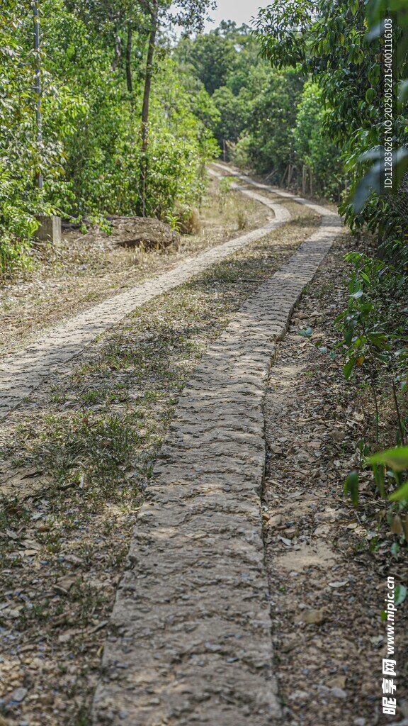 蜿蜒乡间土路穿行绿意中