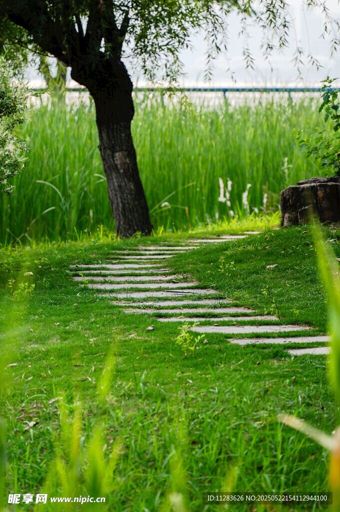林间小径 绿意盎然的景致