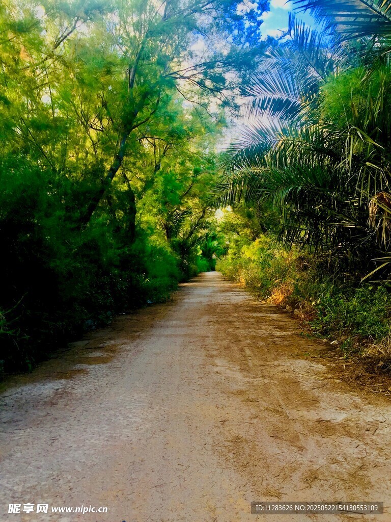 林间土路 自然静谧之景