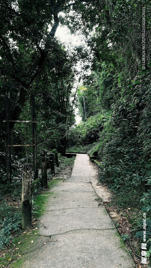 林间幽静小道