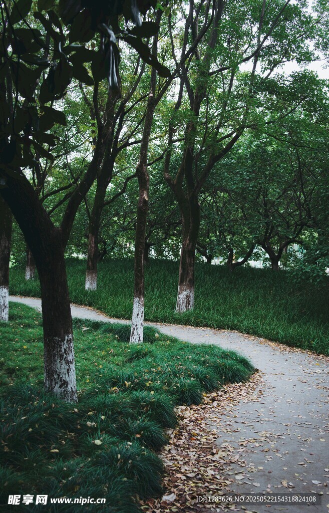 林间小径 静谧自然之景