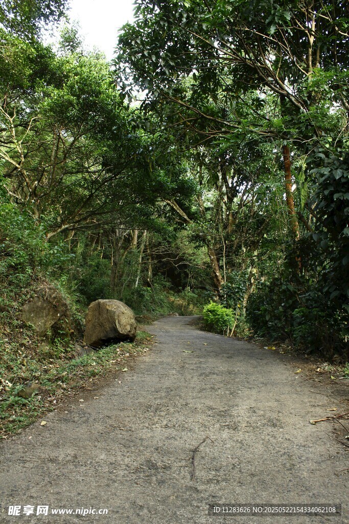 林间蜿蜒小路