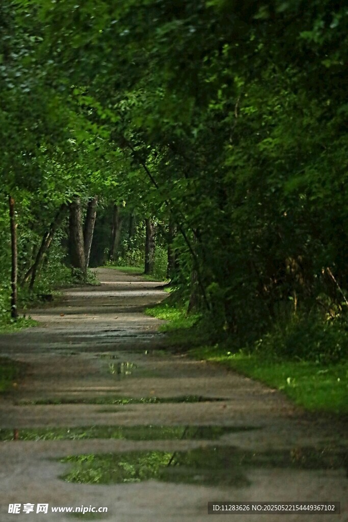 林间湿径 静谧自然之景