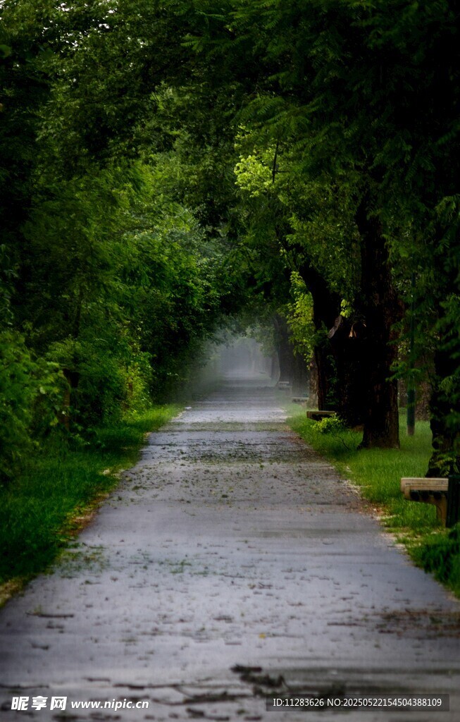 雨后林间小道