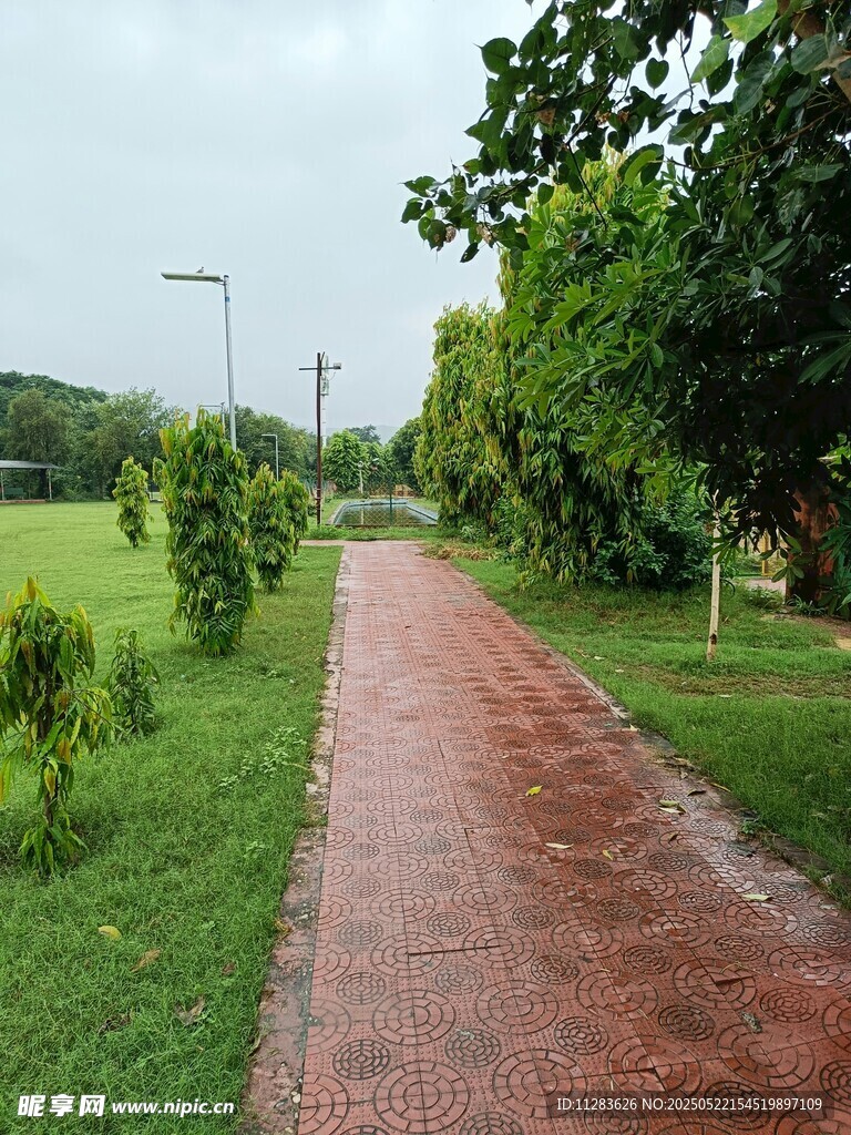 雨后公园小径绿意盎然