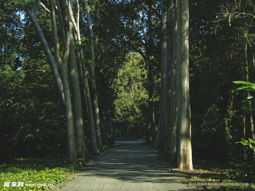 林间幽静小道