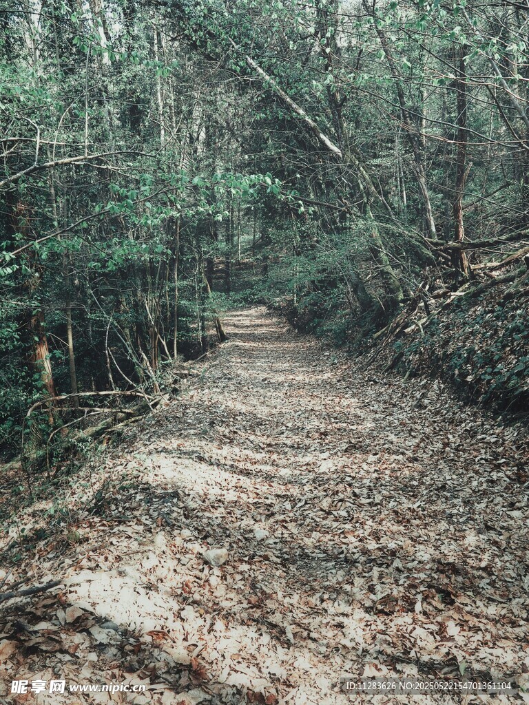 林间幽静小道