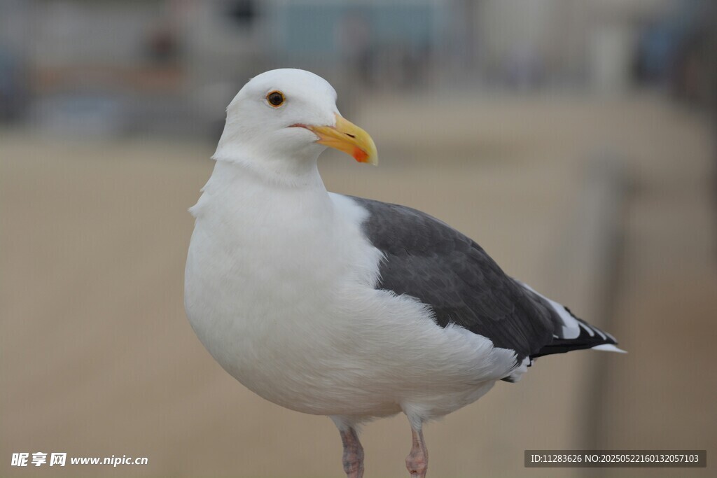 海边站立的海鸥