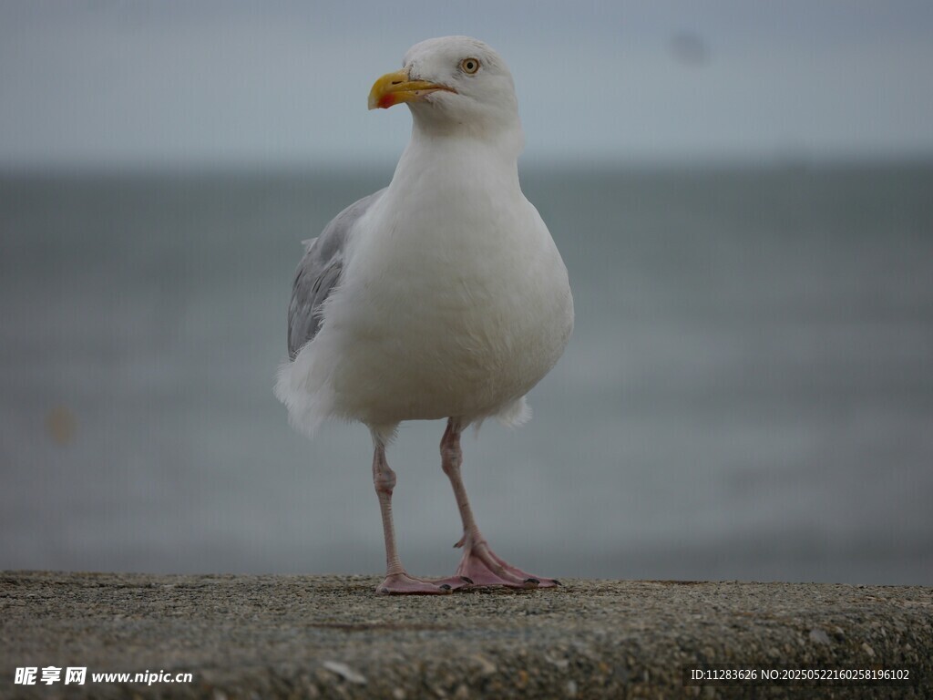海边站立的白色海鸥