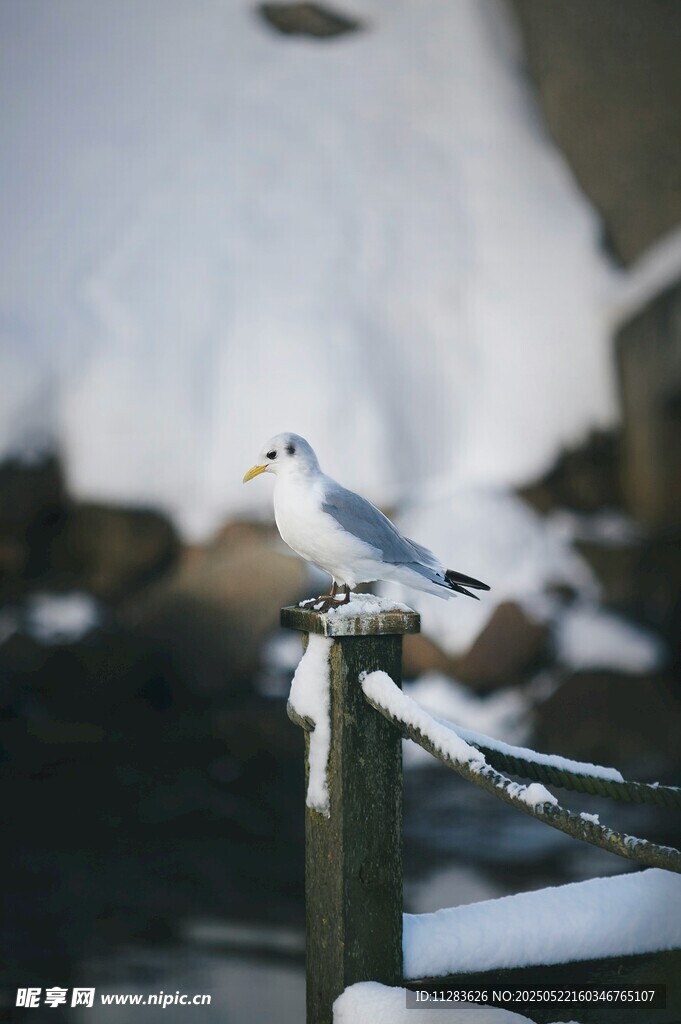 雪后枝头的海鸥
