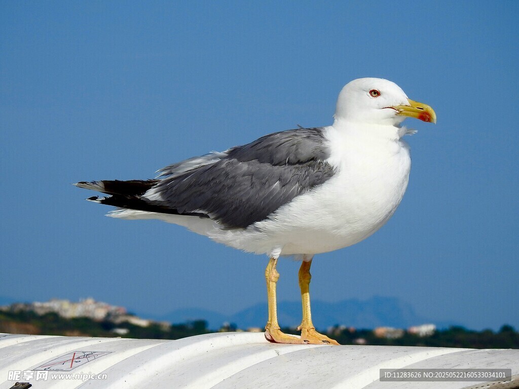 海鸥立于车顶