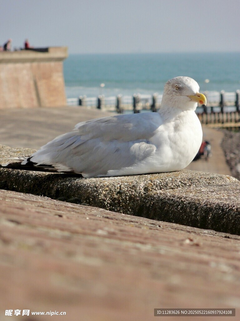 海边休憩的白海鸥