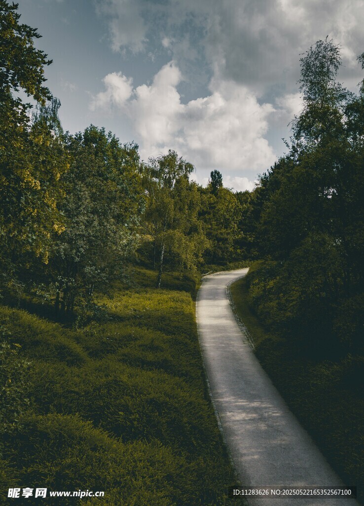 林间蜿蜒小路的自然景致