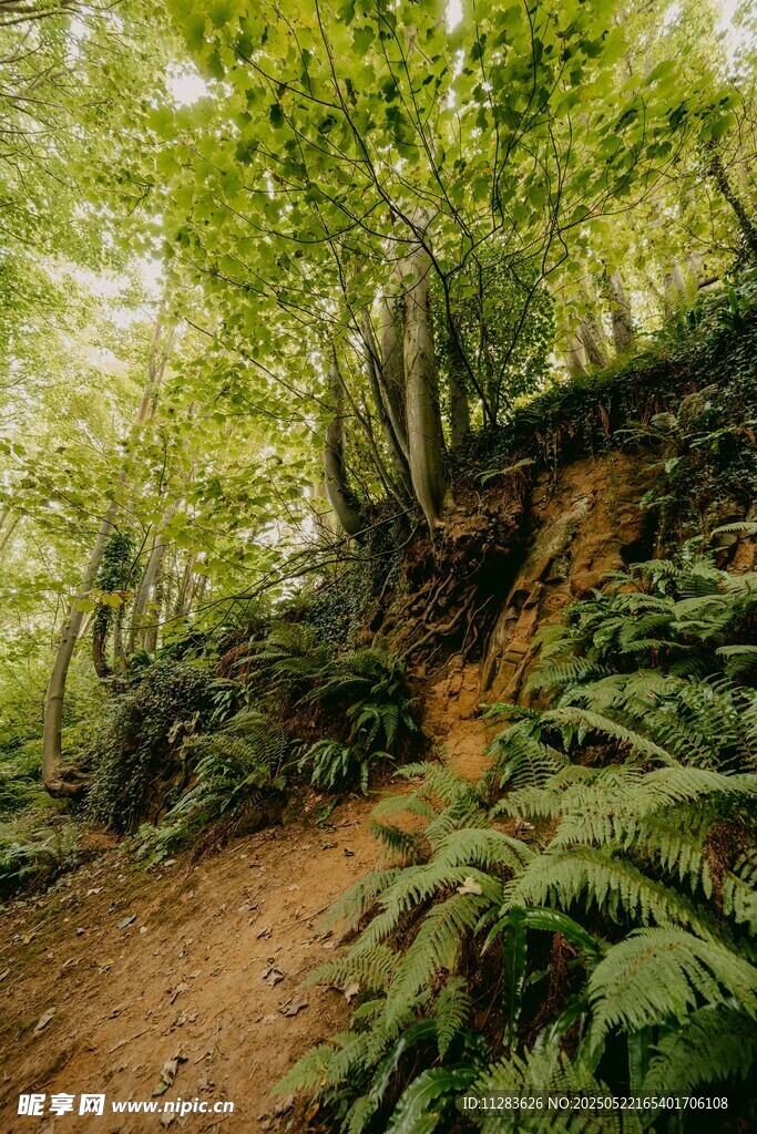 林间幽径 绿意盎然的自然景