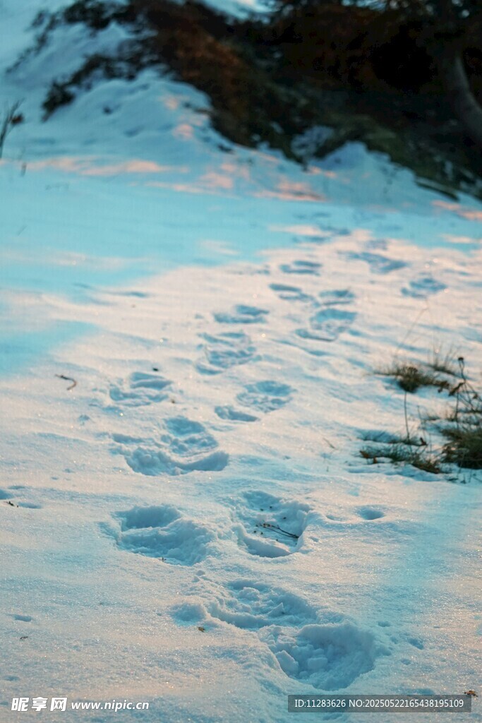 雪地上的串串脚印