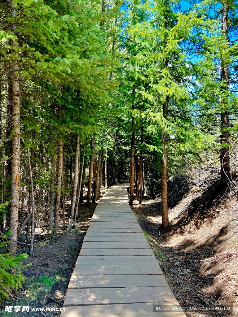林间木栈道 清新自然景
