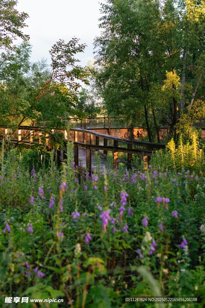 林间花草美景