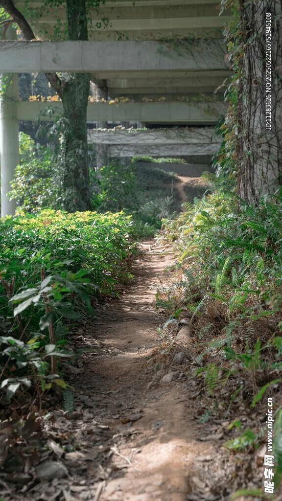 林间小径绿植环绕