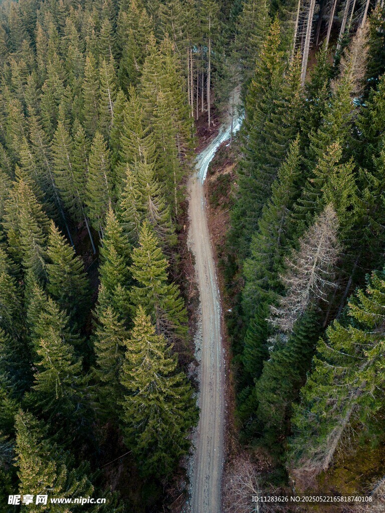 林间蜿蜒公路俯瞰美景