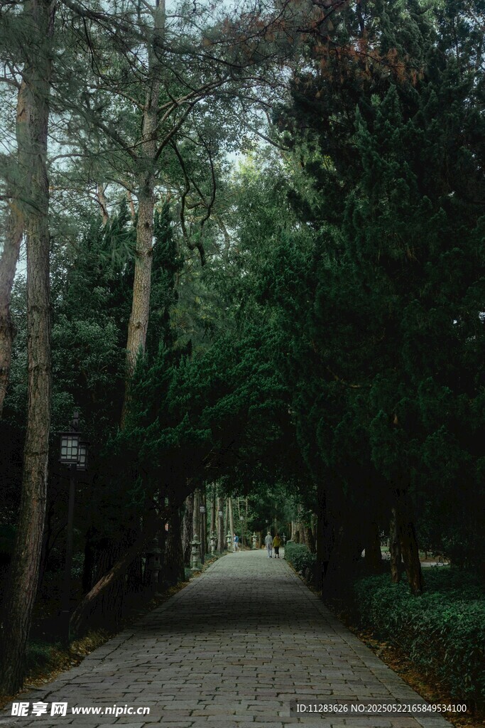 林间幽径