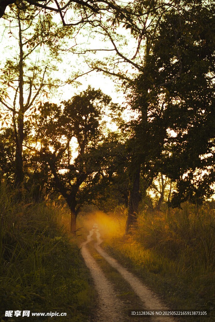 夕阳下的林间小路