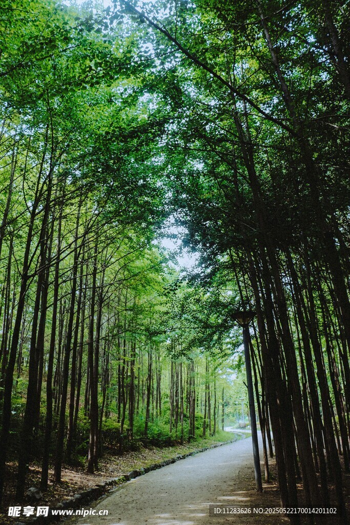 林间幽径绿意盎然