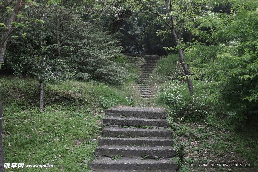 林间石阶小径