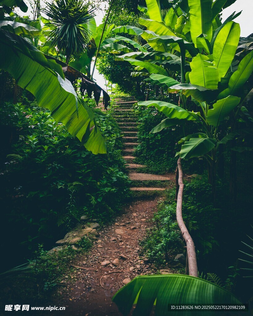 雨林中的蜿蜒小径