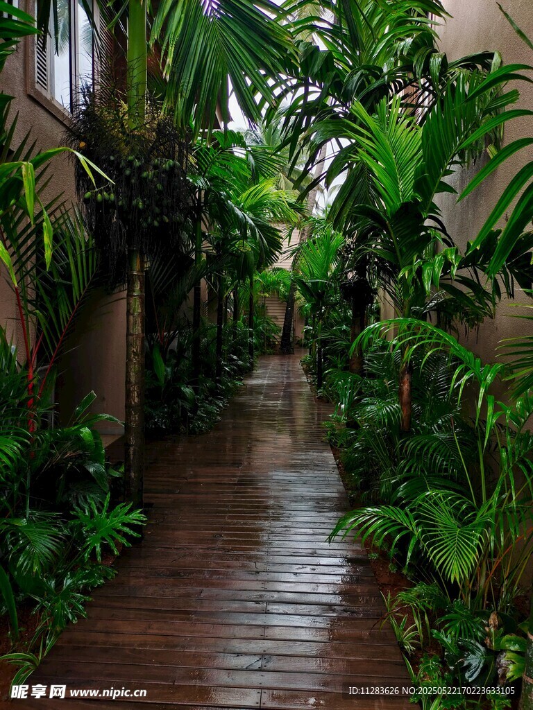 雨林风木质小径绿植景观
