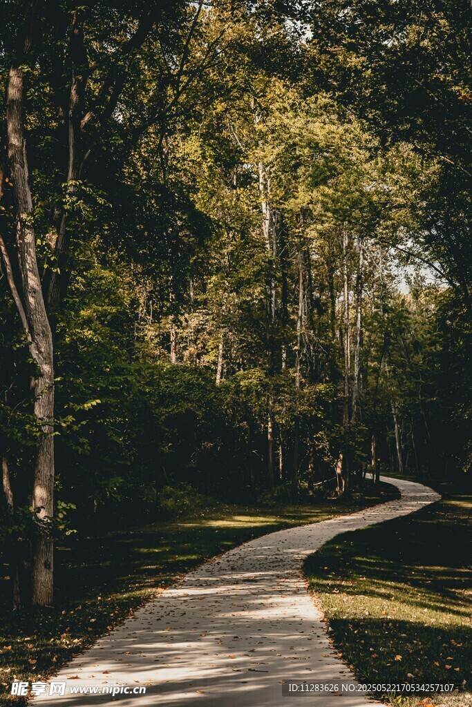 林间蜿蜒小路